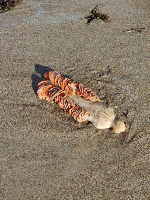 „Ausztráliában mosta partra a víz, mi lehet ez?!" (megoldás: tengeritoll)
