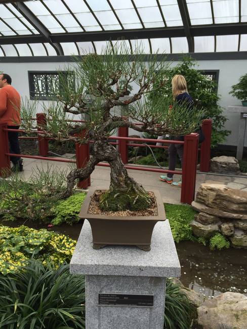 Mindenki látott már gyönyörű bonsai fát, ugye? De hányan láttátok már egy ilyen fának a gyökerét?