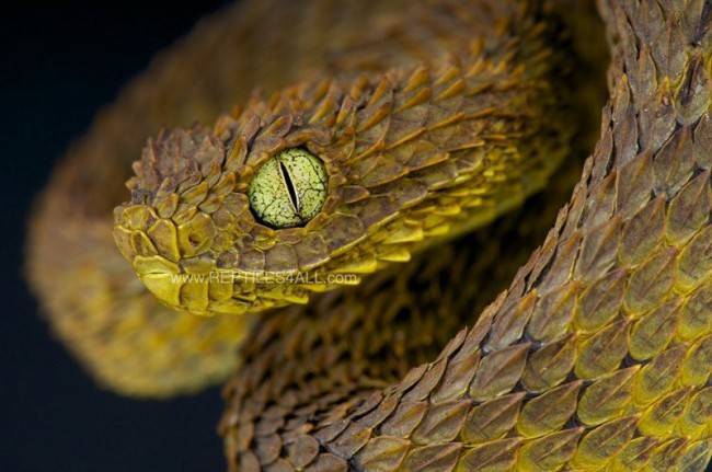 Tüskés bozótvipera