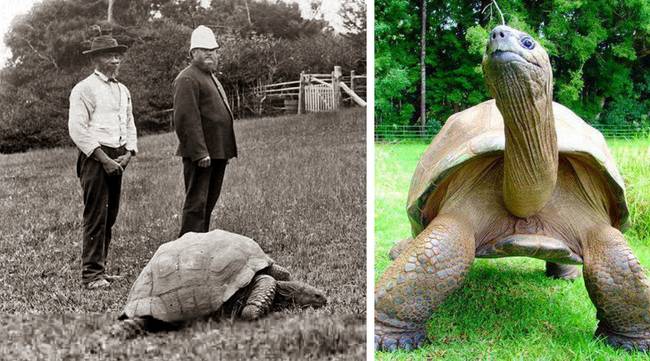 Ő itt Jonathan, egy 1825-ben született óriás teknős. A bal oldali kép 1902-ben készült, a jobb oldali kép pedig 2017-ben, amikor is a 186. születésnapját ünnepelte. Elképesztő!