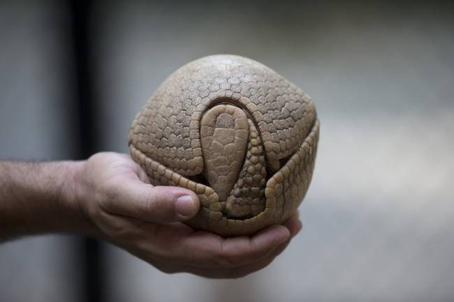 Egy armadillo alvás közben.