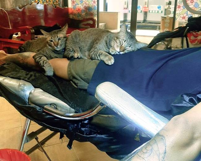Semmi extra, csak egy különleges ingyenes szolgáltatás a thai tetoválószalonok ügyfeleinek: támogató macskák.