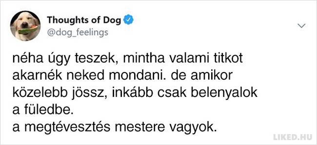 20 vicces kutyagondolat, amivel minden gazdi könnyedén képes lesz azonosulni