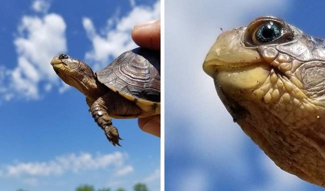 Kiderült, hogy egyes teknősöknek kék színű a szemük.