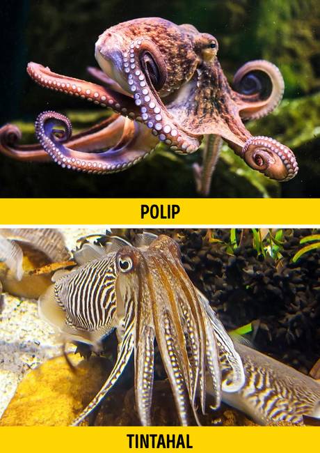 Polip vagy tintahal