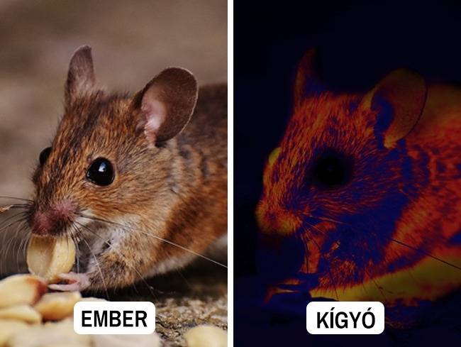 Kígyó