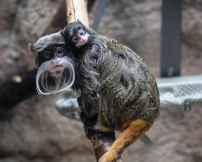Tamarin