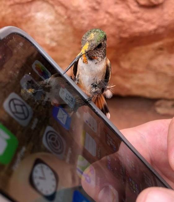 „Egy kolibri landolt ma a mobilomon.''