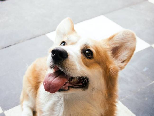 Cuki corgi