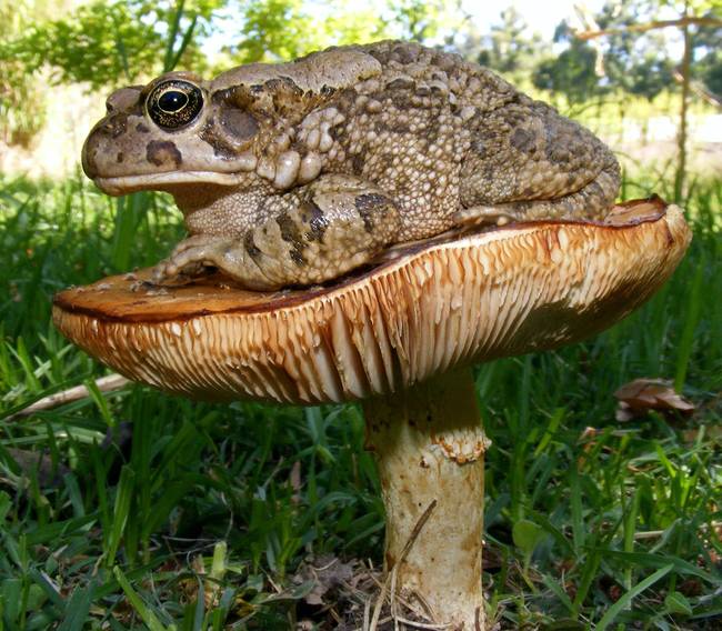 Varangy vagy béka vagy?