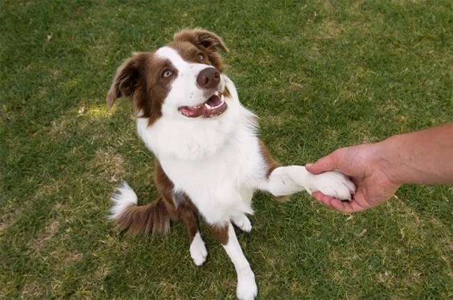 border collie