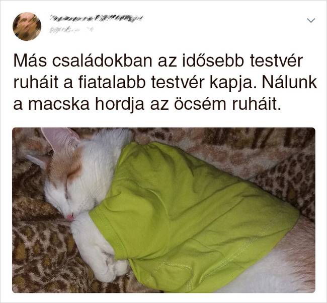 20 Tweet, ami bizonyítja, hogy a macskák mellett sosem lehet unatkozni