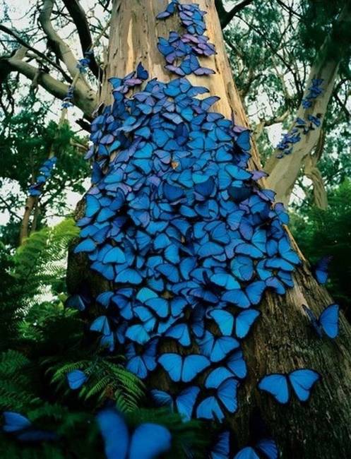 Kék morpho-lepkék, amik úgy vették körül ezt a fát, mintha egy elegáns ruhát öltött volna magára.