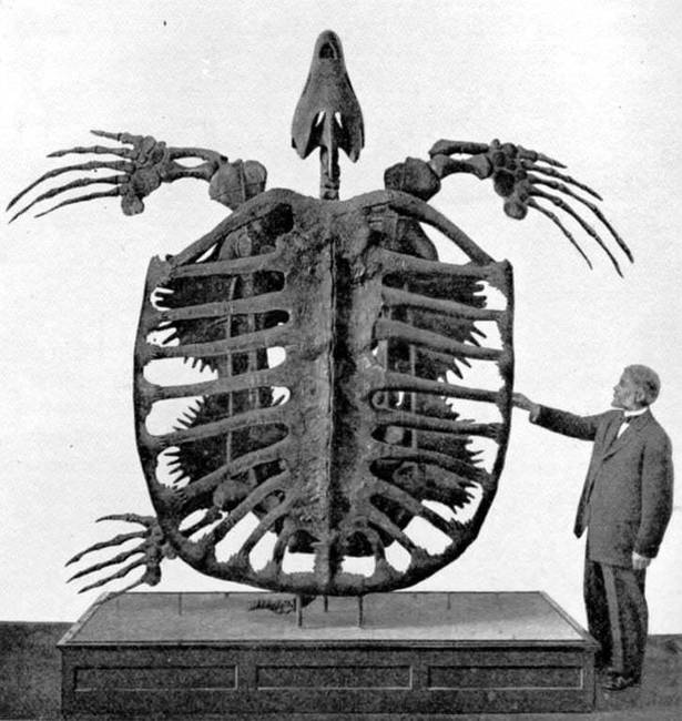 A kihalt Archelon ischyros csontváza, ami a valaha volt legnagyobb tengeri teknős volt a Földön. (1902-es fotó)