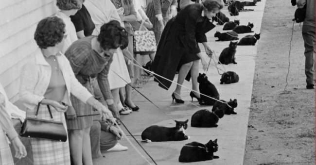 Egy filmes meghallgatásra érkezett fekete macskák Hollywoodban, 1961-ben.
