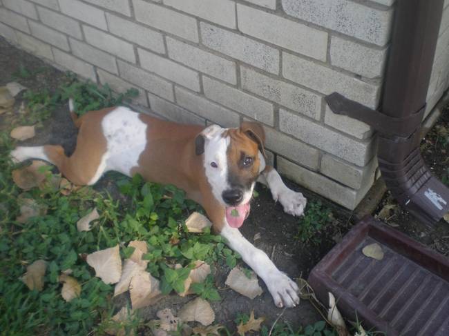 Ez a kutyus a szüleitől örökölte az arcát: félig pitbull, félig boxer.