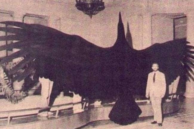 Argentavis magnificens - egy körülbelül 6 millió évvel ezelőtt élt madár méretpontos rekonstrukciója, mely valószínűleg minden idők legnagyobb élő madara volt.