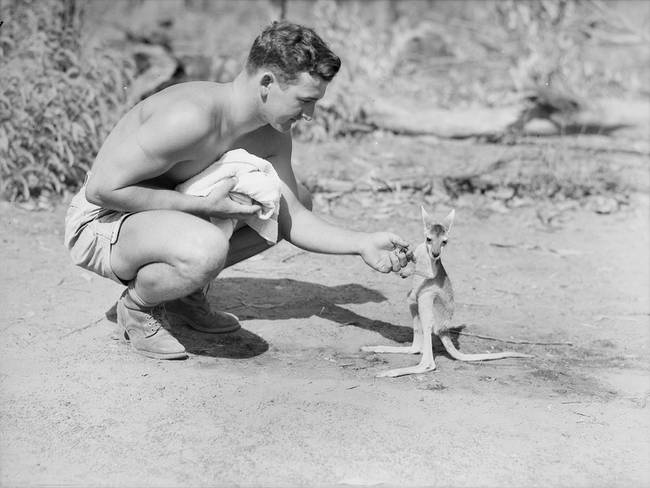 Egy amerikai katona, amint épp egy bébi kenguruval barátkozik 1942-ben, Ausztráliában.