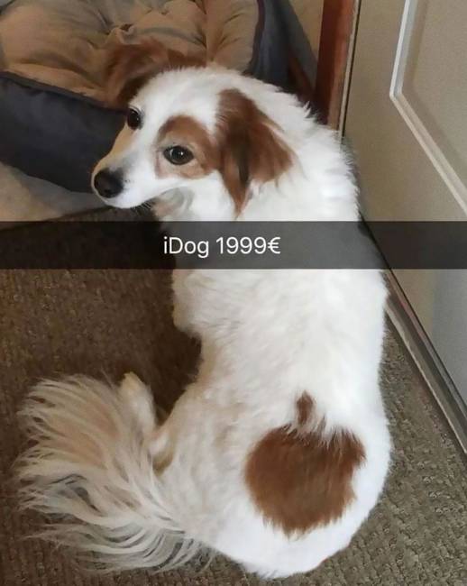 iDog - korlátozott kiadás.