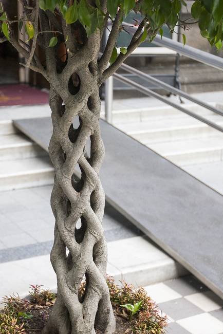 A fojtófüge (Ficus aurea) "fonott" törzse.