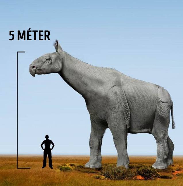 Paraceratherium