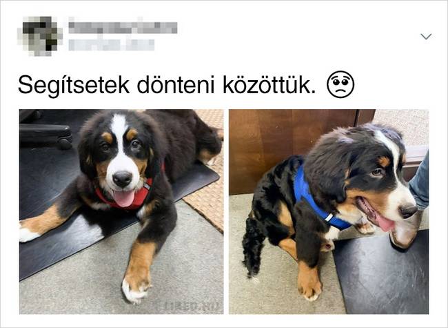 Helyes döntésnek tűnik.