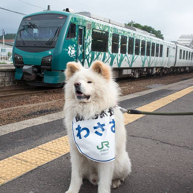 Japánban kutyák és macskák is lehetnek állomásmesterek.