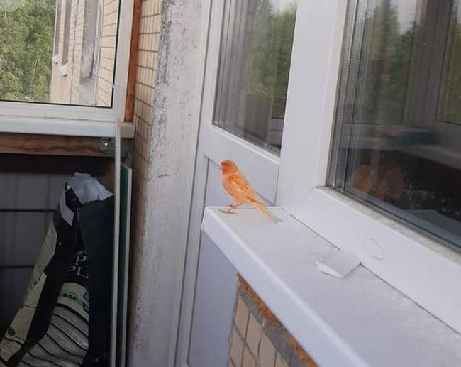 „Ma ez a kis csoda repült az erkélyemre."