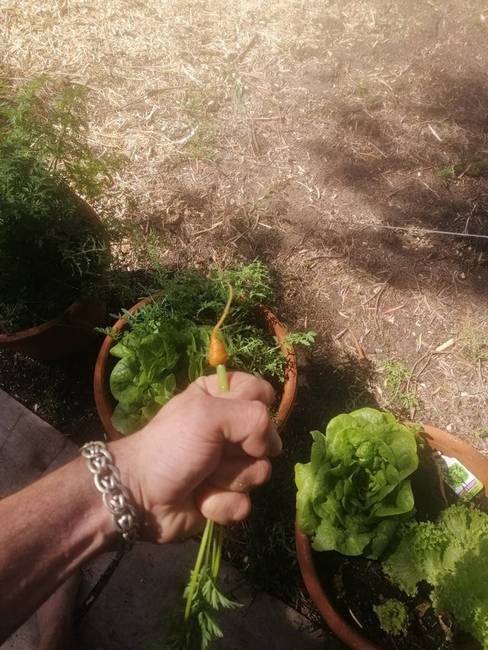 „3 hónapot vártam, hogy végre betakaríthassam a répám."