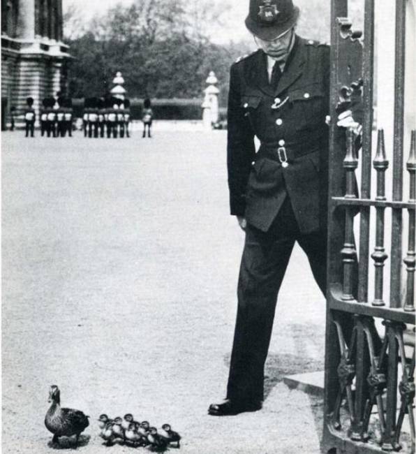 Egy brit rendőr, amint éppen kitessékel egy kacsacsaládot a Buckingham-palota udvaráról.