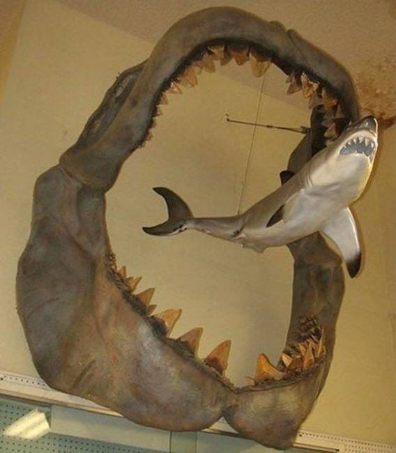 A megalodon őscápa szájának mérete egy 3 méteres fehércápához képest.