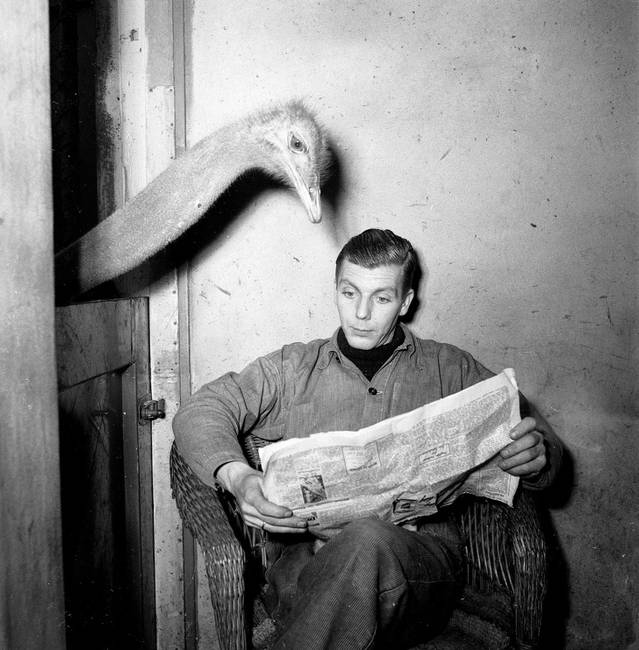 Gondozójával közösen újságot olvasó strucc, 1951-ben.