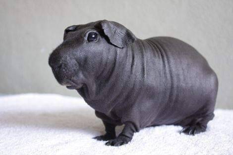 A csupasz tengerimalacok úgy néznek ki, mint az apró vízilovak.