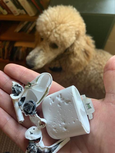 „Amíg aludtam, az uszkárom úgy döntött, hogy megeszi az AirPod-omat."