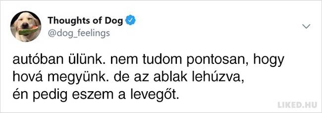 20 vicces kutyagondolat, amivel minden gazdi könnyedén képes lesz azonosulni