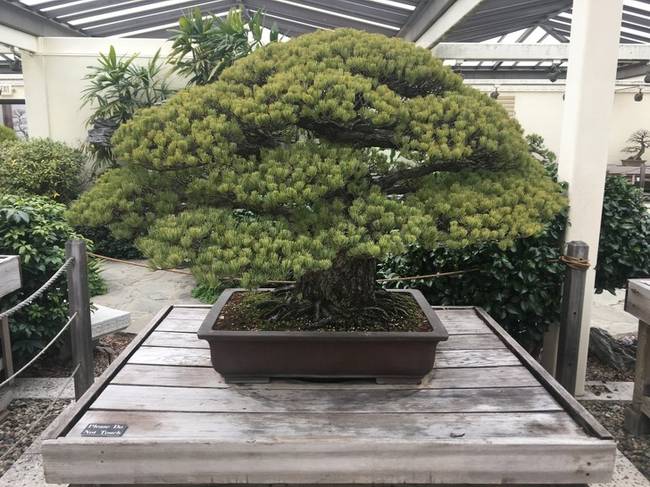 Egy bonsai fa, amit 1635-ben ültettek, túlélte Hirosima bombázását és még ma is növekszik.