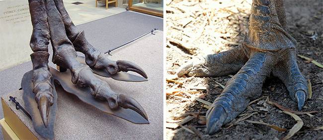 Egy Tyrannosaurus rex lába egy emu lábához viszonyítva.
