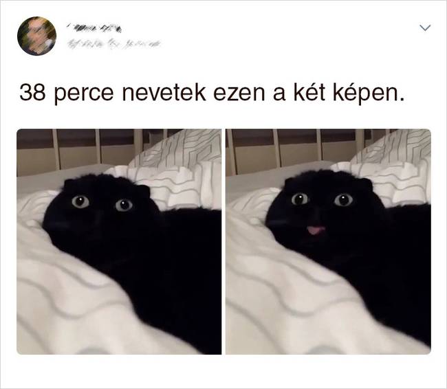 20 Tweet, ami bizonyítja, hogy a macskák mellett sosem lehet unatkozni
