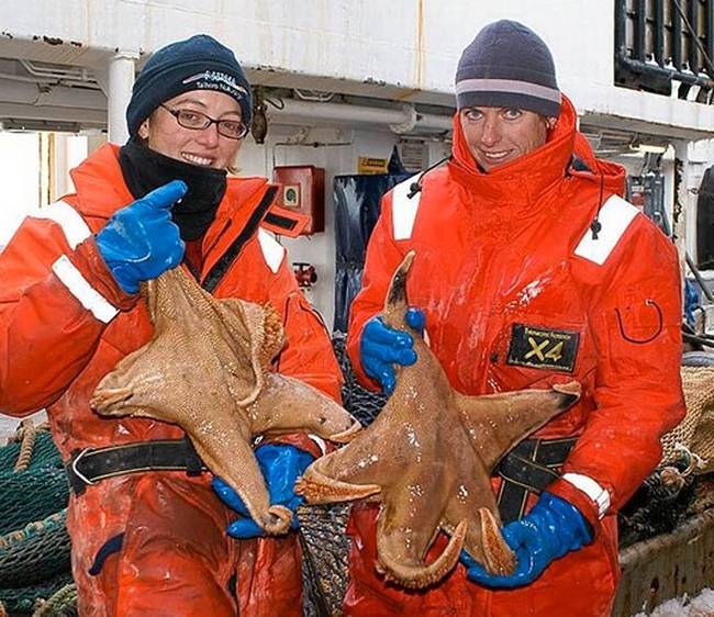 Antarktisz közelében talált óriást tengeri csillagok.