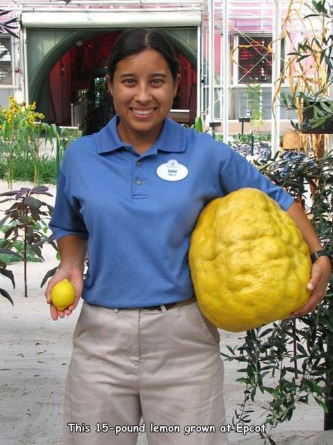Ez a 6,8 kilogrammos citrom a floridai Epcot-ban termett.