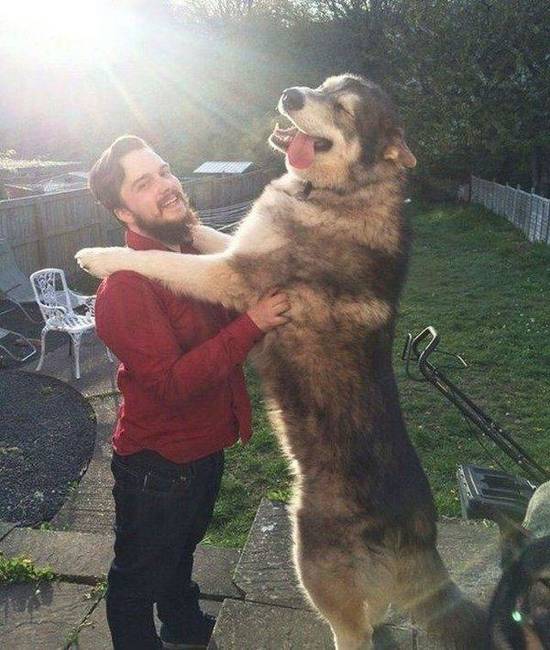 Csak egy husky és a gazdája.