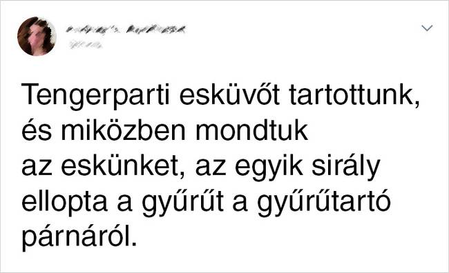 A sirályok kiszámíthatatlanok.