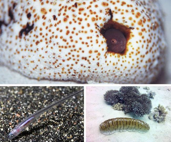 A gyöngyhalak (pearlfish) a tengeriuborkák végbélnyílását használják menedékként.