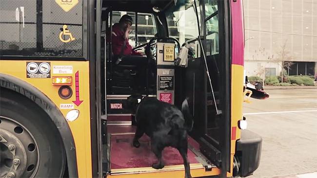 A buszsofőrök már jól ismerik őt, ezért senki sem szól neki, amikor napi rutin részeként jön, és helyet foglal valamelyik járaton.