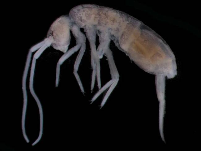 A barlang mélyén élő állat, a Plutomurus ortobalaganensis