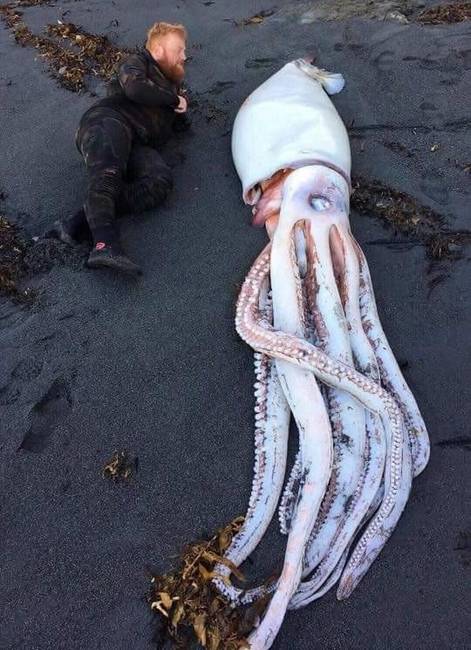 Óriás tintahal, amit Új-Zélandnál mosott partra a víz. 🦑