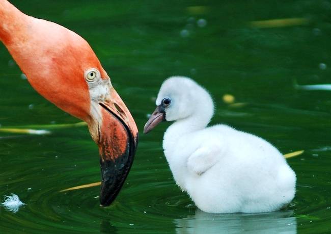 Flamingó-fióka.