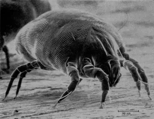 A Dermatophagoides pteronyssinus egy mikroszkopikus háziporatka, amely szabad szemmel láthatatlan mérete ellenére óriási hatással van több millió ember egészségére, mivel az egyik legerősebb háztartási allergén. Ezek a lények nem csípnek és nem is élnek élősködő életmódot, azonban az otthoni textíliákban, matracokban és szőnyegekben felhalmozódó anyagcseretermékeik súlyos immunválaszt válthatnak ki: a folyamatos orrfolyástól és tüsszögéstől kezdve a hörgőasztmás rohamokig. Mivel rendkívül érzékenyek a mikroklímára, meleg és párás körülmények között szaporodnak a legjobban, ezért az ellenük való védekezés nemcsak rendszeres nedves takarítást igényel, hanem a levegő páratartalmának szigorú ellenőrzését és az ágynemű magas hőfokon történő mosását is. Fotó: Pinterest.com