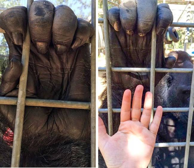 A gorillák kezei hatalmasak.