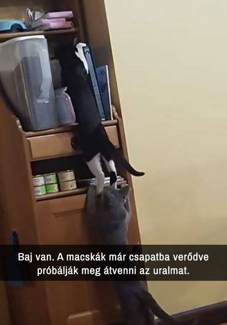 21 macskás Snapchat-üzenet, amit nem lehet kibírni nevetés nélkül